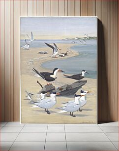 Πίνακας, Panel 7: Black Skimmer, Sooty Tern, Caspian Tern, Royal Tern by Louis Agassiz Fuertes