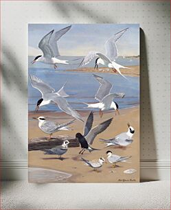 Πίνακας, Panel 8: Artic Tern, Roseate Tern, Forster's Tern, Common Tern, Black Tern, Least Tern (1921–1927) watercolor by Louis Agassiz Fuertes watercolor by Louis Agassiz Fuertes