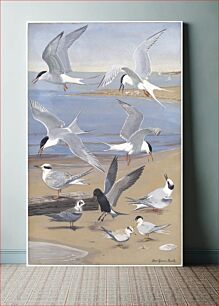 Πίνακας, Panel 8: Artic Tern, Roseate Tern, Forster's Tern, Common Tern, Black Tern, Least Tern by Louis Agassiz Fuertes