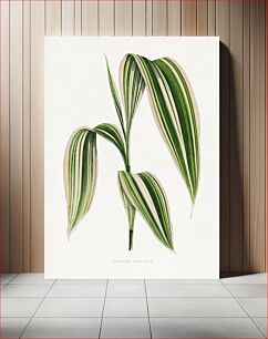 Πίνακας, Panicum Plicatum leaf illustration