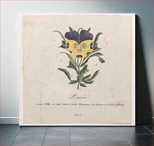 Πίνακας, Pansy with hidden silhouettes