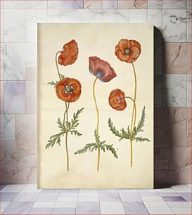 Πίνακας, Papaver rhoeas (grain poppy) by Maria Sibylla Merian