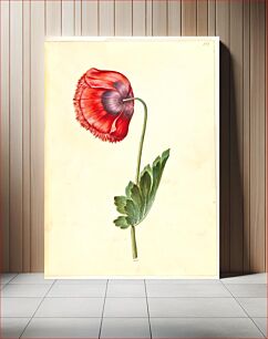 Πίνακας, Papaver somniferum (opium poppy) by Maria Sibylla Merian