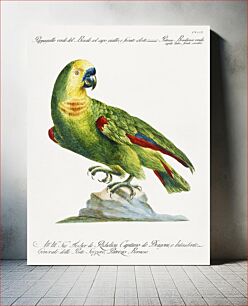 Πίνακας, Pappagallo, verde del Brasile col capo giallo, e fronte celeste (Parrot) by Saverio Manetti (1723–1785)