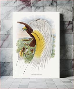 Πίνακας, Paradisea Papuana; Papuana Bird of Paradise (1875–1888) by John Gould and William Matthew Hart