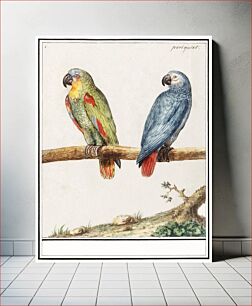Πίνακας, Parrot and gray red-tailed parrot, psittacus erithacus (1596–1610) by Anselmus Boëtius de Boodt
