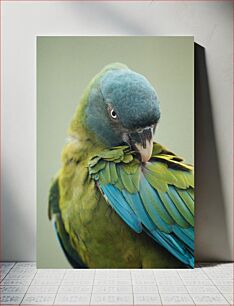 Πίνακας, Parrot Close-Up Κοντινό πλάνο Παπαγάλος