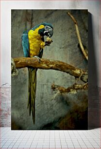 Πίνακας, Parrot Eating Τρώγοντας παπαγάλους