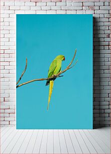 Πίνακας, Parrot on a Branch Παπαγάλος σε κλαδί