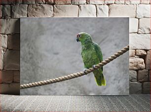 Πίνακας, Parrot on Rope Παπαγάλος στο σχοινί