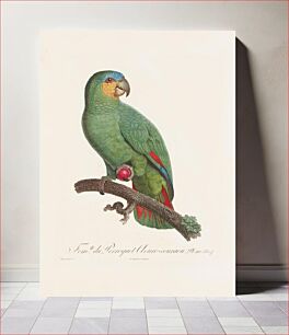 Πίνακας, Parrot Plate 110