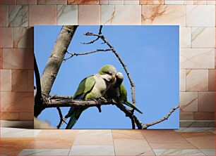 Πίνακας, Parrots on a Branch Παπαγάλοι σε ένα κλαδί