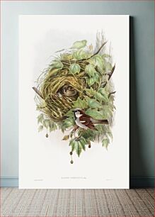 Πίνακας, Passer Domesticus; House Sparrow (1873) by John Gould and Henry Constantine Richter