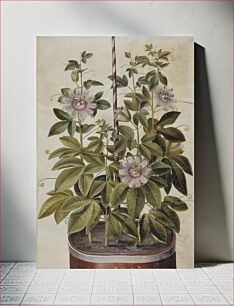 Πίνακας, Passiflora incarnata (passion flower) by Maria Sibylla Merian