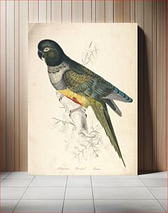 Πίνακας, Patagonian Parakeet Macaw