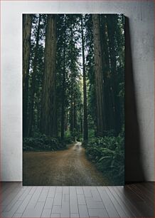 Πίνακας, Path Through Redwood Forest Path Through Redwood Forest
