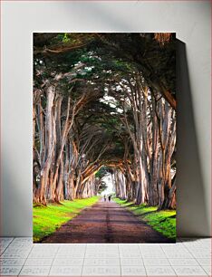Πίνακας, Pathway Through Cypress Trees Pathway Through Cypress Trees