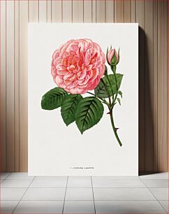 Πίνακας, Pauline Labonté rose, vintage flower illustration by François-Frédéric Grobon