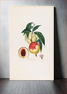 Πίνακας, Pavie de Pompone. (Peaches), from Traite des Arbres Fruitiers (1807–1835) by Pierre Antoine Poiteau