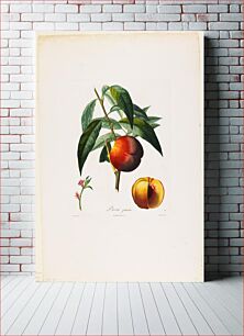 Πίνακας, Pavie jaune. (Peaches), from Traite des Arbres Fruitiers (1807–1835) by Pierre Antoine Poiteau