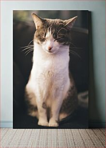 Πίνακας, Peaceful Cat Ειρηνική γάτα
