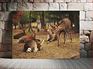 Πίνακας, Peaceful Deer in Forest Ειρηνικά ελάφια στο δάσος