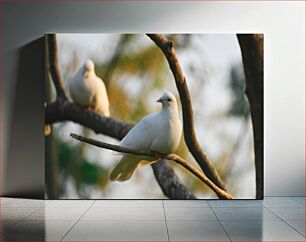 Πίνακας, Peaceful Doves Perched on Branch Ειρηνικά περιστέρια σκαρφαλωμένα στο κλαδί