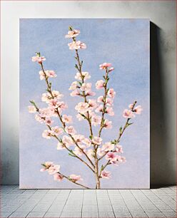 Πίνακας, Peach Blossoms (1874), vintage flower illustration by John William Hill