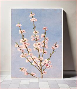 Πίνακας, Peach Blossoms
