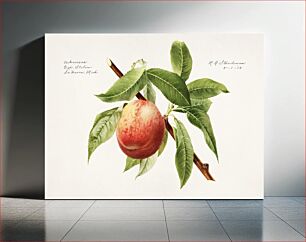Πίνακας, Peach bough (Prunus Persica) (1918) by Royal Charles Steadman