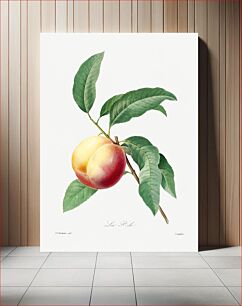 Πίνακας, Peach fruit on a branch by Pierre-Joseph Redouté (1759–1840)