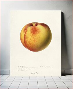 Πίνακας, Peach (Prunus Persica) (1920) by Royal Charles Steadman