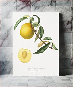 Πίνακας, Peach (Prunus persica) from Pomona Italiana (1817 - 1839) by Giorgio Gallesio (1772-1839)