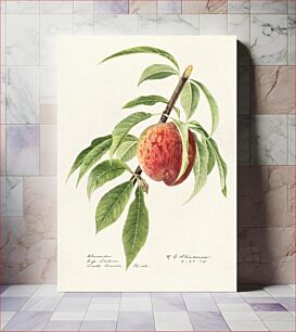 Πίνακας, Peach twig (Prunus Persica) (1918) by Royal Charles Steadman