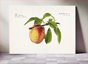 Πίνακας, Peach twig (Prunus Persica) (1918) by Royal Charles Steadman