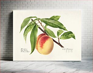 Πίνακας, Peach Twig (Prunus Persica) (1918) byRoyal Charles Steadman