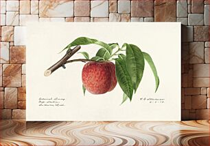 Πίνακας, Peach twig (Prunus Persica) (1919) byRoyal Charles Steadman