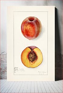 Πίνακας, Peaches (Prunus Persica) (1910) by Elsie E. Lower