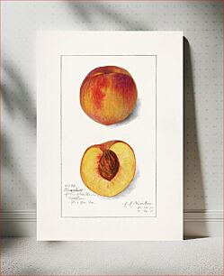 Πίνακας, Peaches (Prunus Persica) (1911) byAmanda Almira Newton