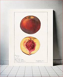 Πίνακας, Peaches (Prunus Persica) byMary Daisy Arnold (1873-1955)