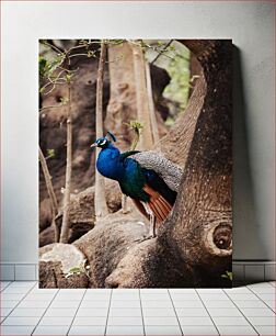 Πίνακας, Peacock in Natural Habitat Παγώνι σε φυσικό βιότοπο