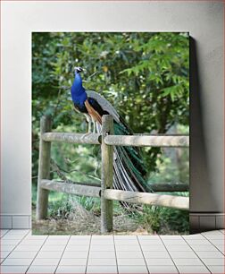 Πίνακας, Peacock on a Fence Παγώνι σε φράχτη