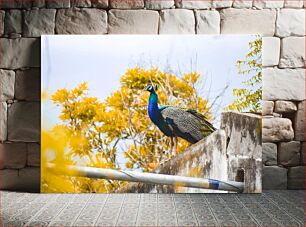 Πίνακας, Peacock on a Wall Παγώνι σε τοίχο