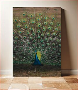 Πίνακας, Peacock with Fully Spread Feathers Παγώνι με Πλήρως Απλωμένα Φτερά