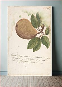 Πίνακας, Pear by Anonymous, Italian, Venetian, 18th century