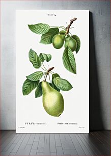 Πίνακας, Pear, Pyrus communis from Traité des Arbres et Arbustes que l'on cultive en France en pleine terre (1801–1819) by Pierre-Joseph Redouté. Origin