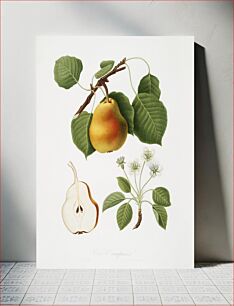 Πίνακας, Pear (Pyrus Pompeiana) from Pomona Italiana (1817 - 1839) by Giorgio Gallesio (1772-1839)