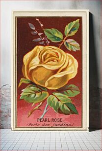Πίνακας, Pearl Rose (Perle des jardins), from the Flowers series for Old Judge Cigarettes