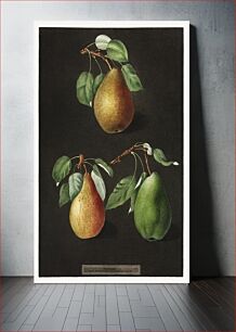 Πίνακας, Pears (Pyrus) (1807) by George Brookshaw