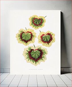 Πίνακας, Pelargonium Zonale leaf illustration